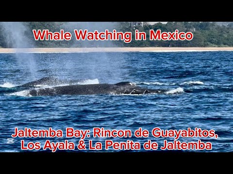 Whale Watching in Mexico