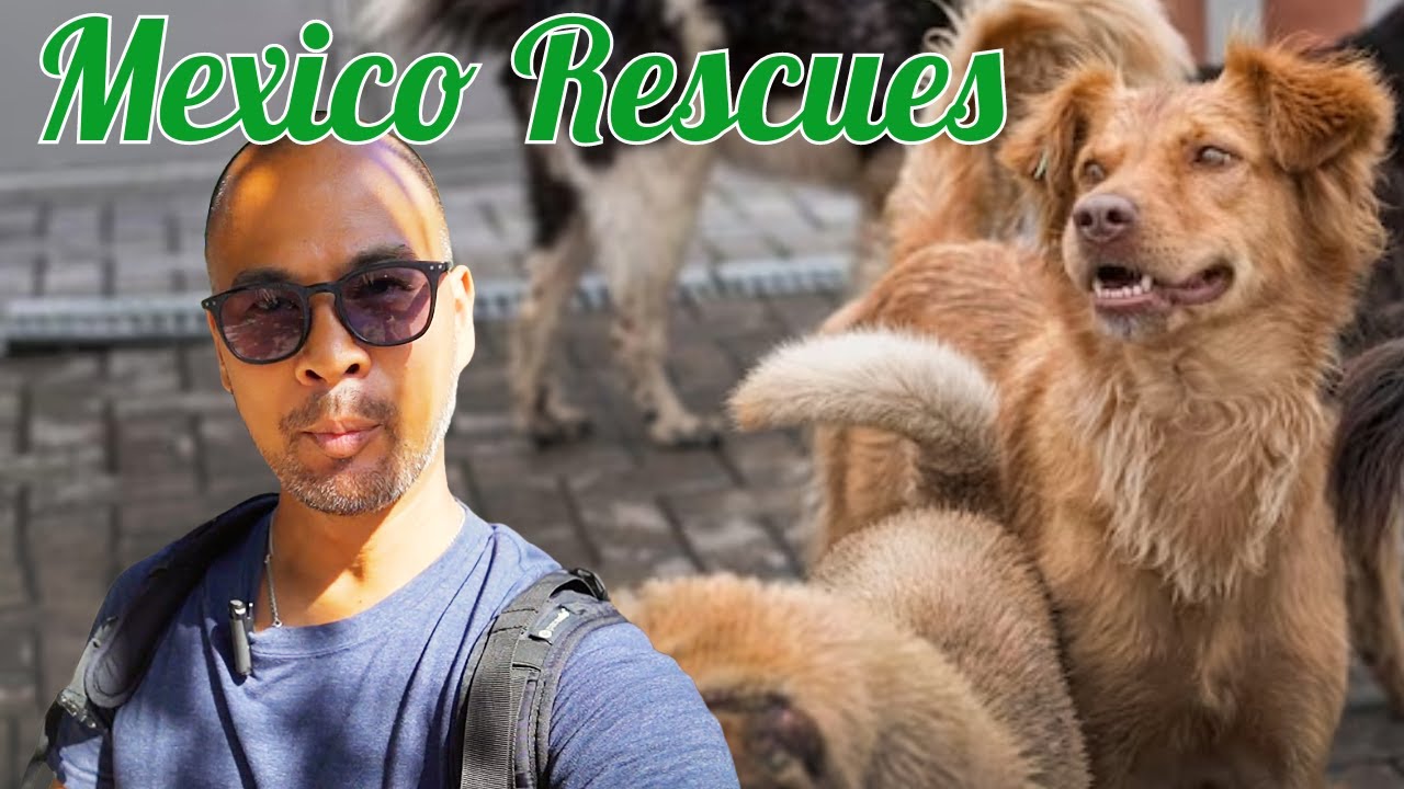 Rescue Puppy in 🇲🇽Mexico and Puerto Vallarta