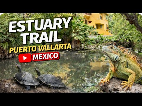 Estuary Trail: A Hidden Wildlife Oasis in Puerto Vallarta’s Hotel Zone