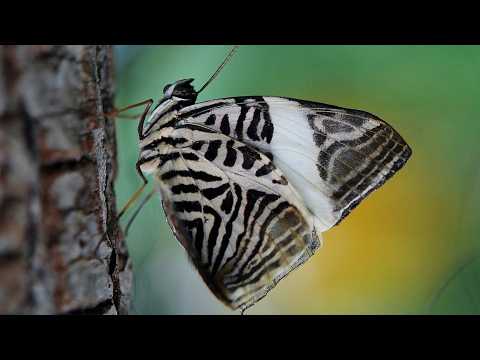 Puerto Vallarta Butterfly Sanctuary Mariposario