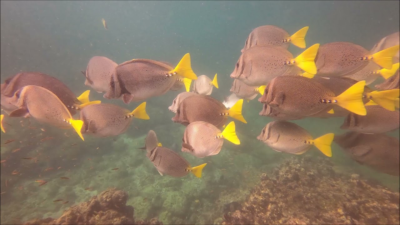 Scuba Diving Puerto Vallarta Silent World Divers Puerto Vallarta