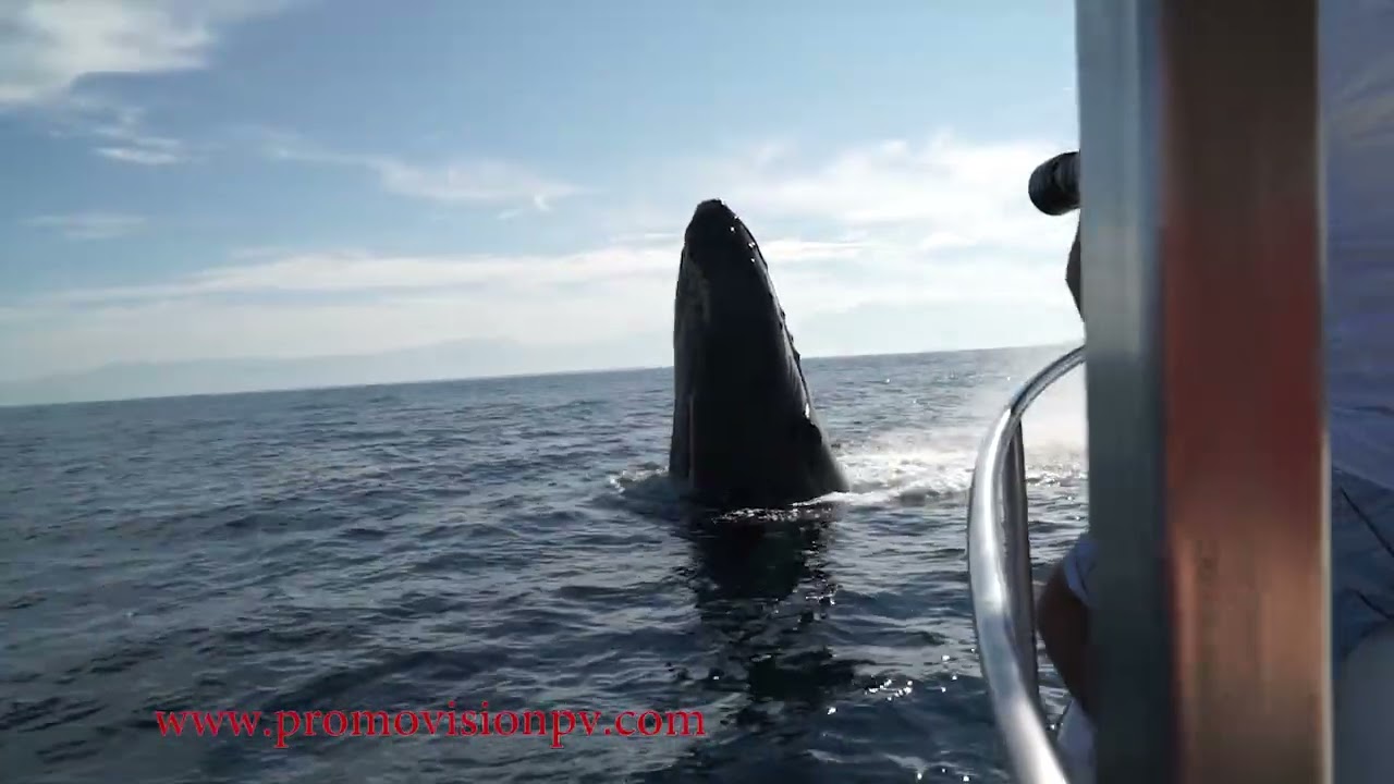 Whale Watching Season in Puerto Vallarta