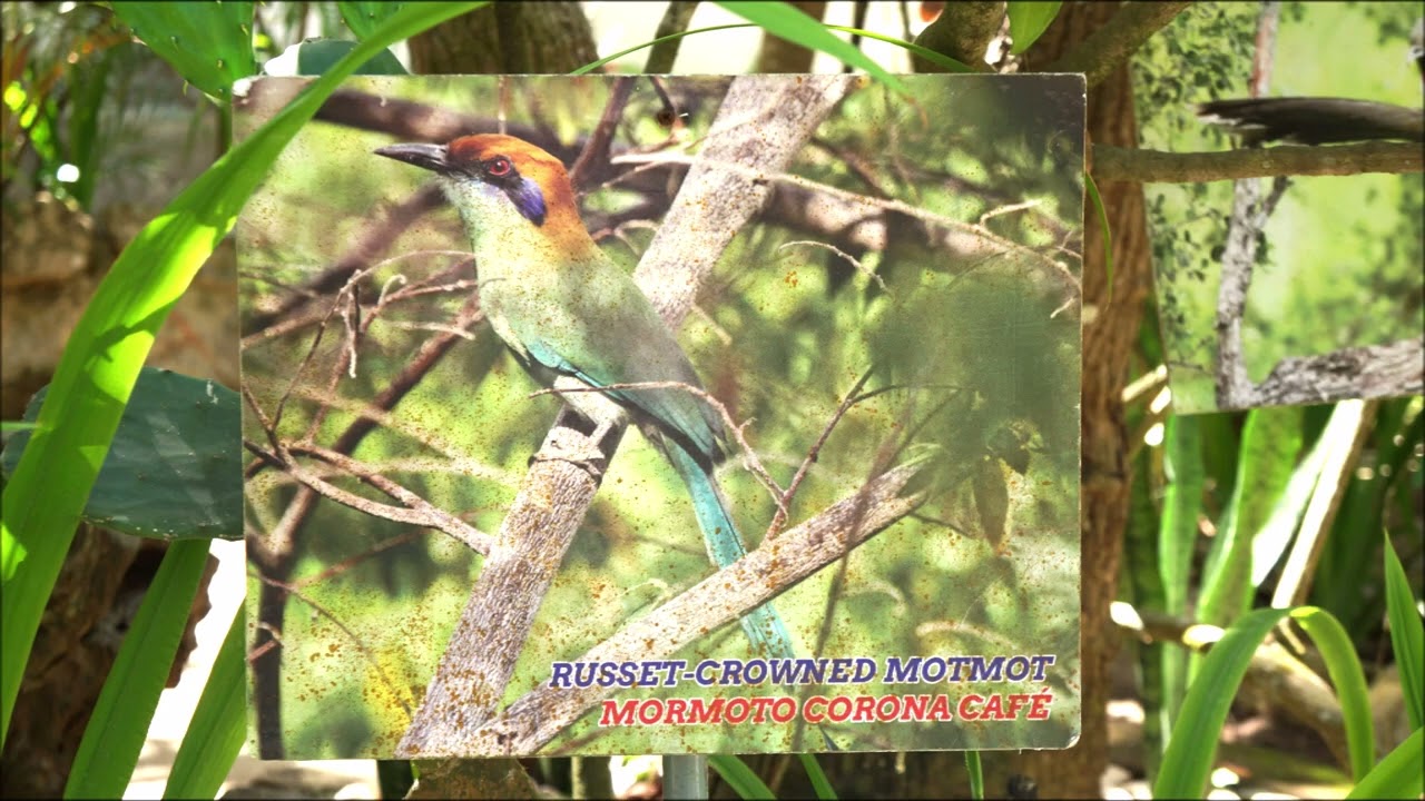 El Nogalito Eco Park & River Walking Trail Puerto Vallarta Travel Photo Video