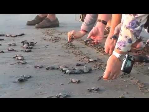 Travel Video Riviera Nayarit Turtle Conservation Recovery and Liberation Program