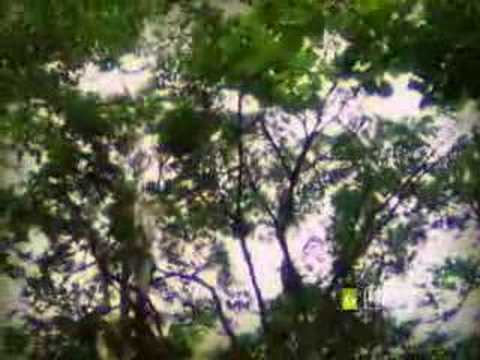Puerto Vallarta Biologist Eco Tour Video Part 1