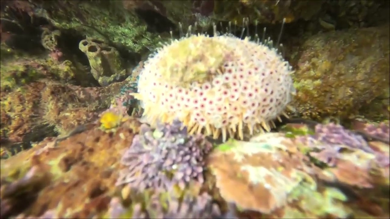 Scuba Diving  Puerto Vallarta with Ray Scuba Diving Video Travel