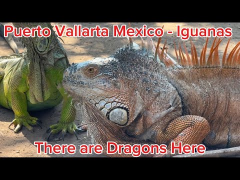 There are Dragons Here 