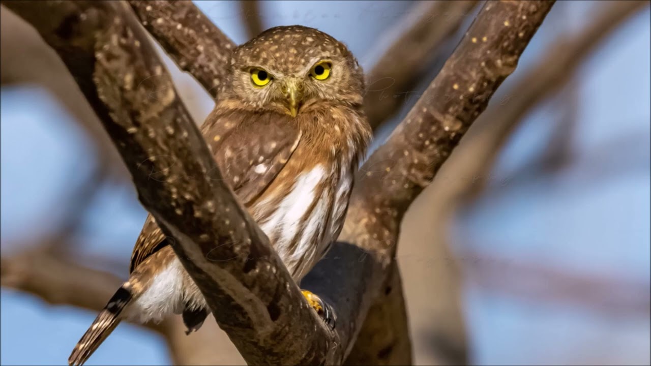 Bird Watching and Photography in Puerto Vallarta Riviera Nayarit
