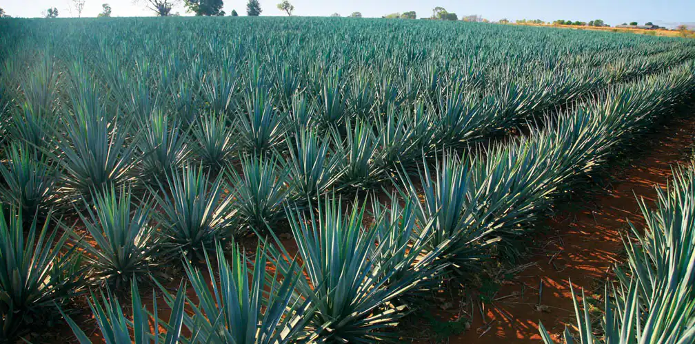 Tequila or Mezcal or Raicilla Puerto Vallarta