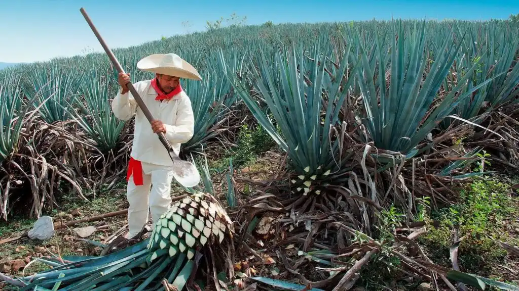 Tequila or Mezcal or Raicilla Puerto Vallarta