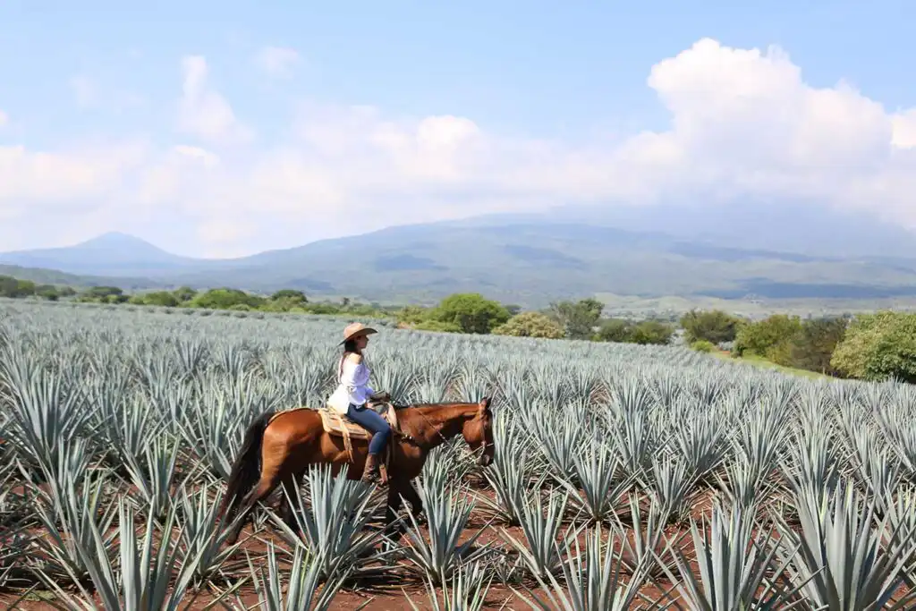 What is Tequila