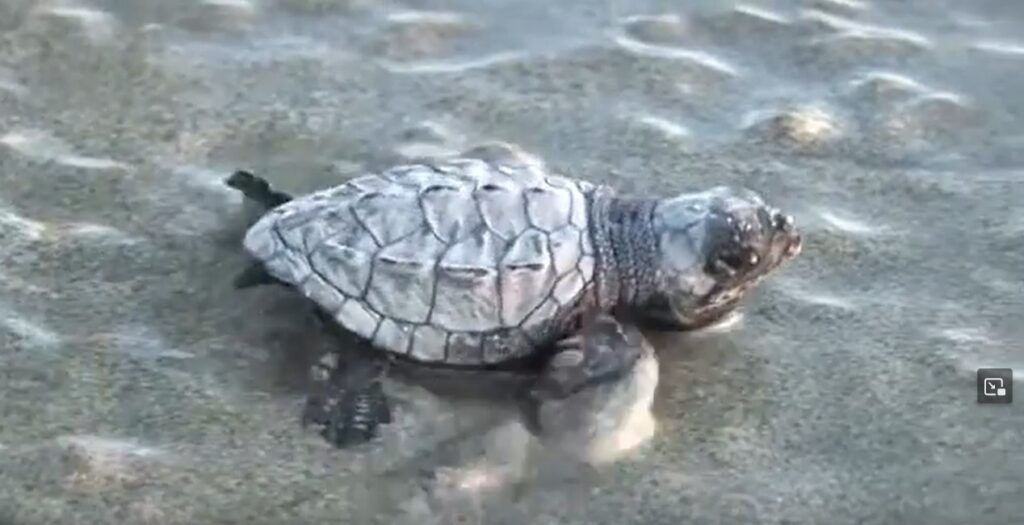 Sea Turtle Release Season in Puerto Vallarta. 
