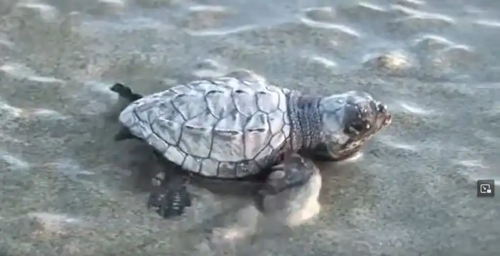 Tout Puerto Vallarta ce qu'il faut savoir