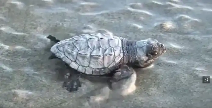 Turtle release Puerto Vallarta