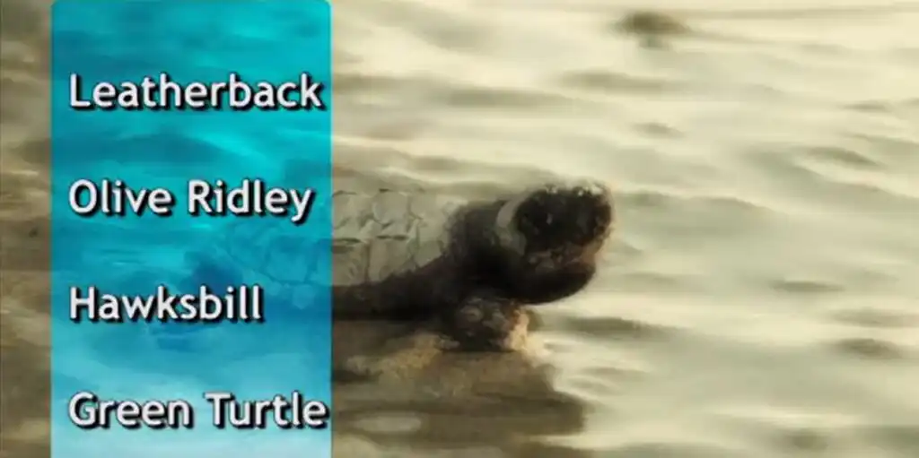 Sea Turtle Release Season in Puerto Vallarta.