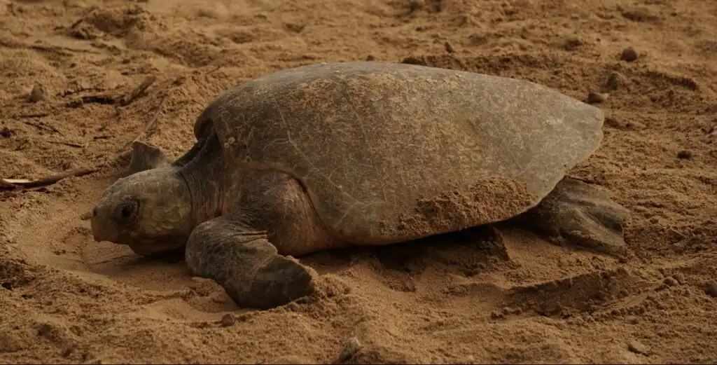 Sea Turtle Release Season in Puerto Vallarta.