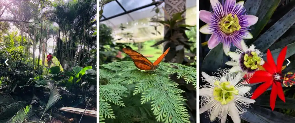 Vallarta Botanical Garden Bird Nature Festival. 