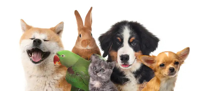 Veterinarians Animal Care Puerto Vallarta