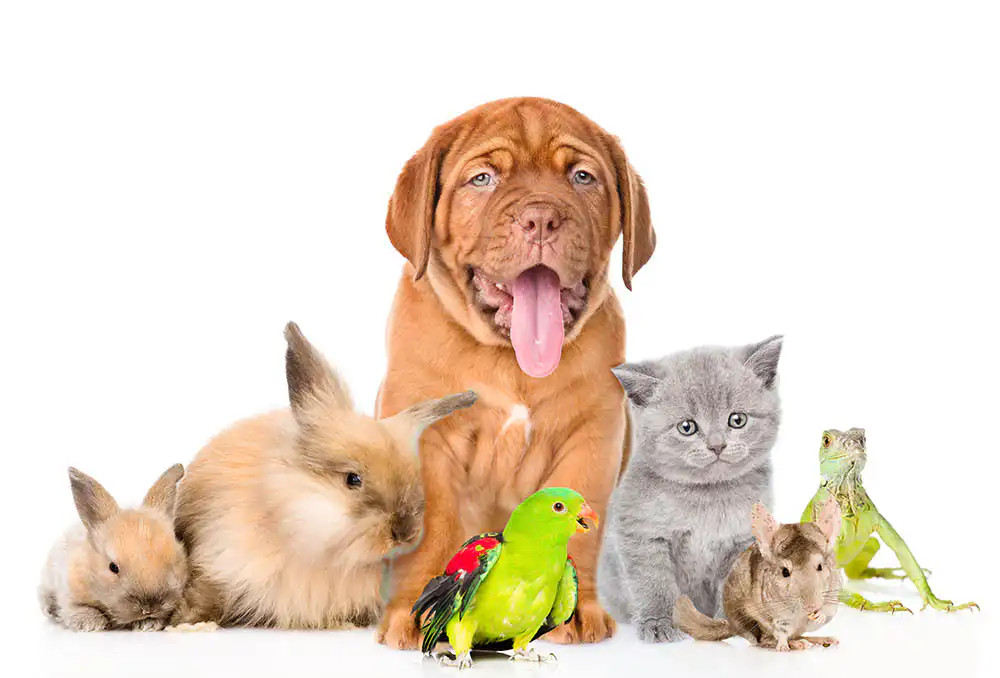 Veterinarians Animal Care Puerto Vallarta