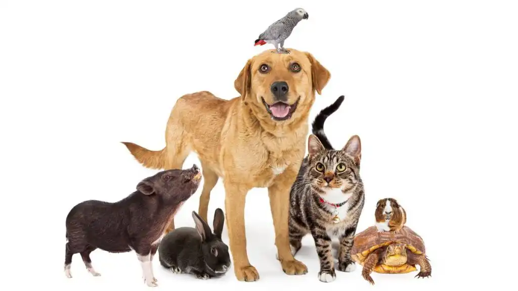 Veterinarians Animal Care Puerto Vallarta