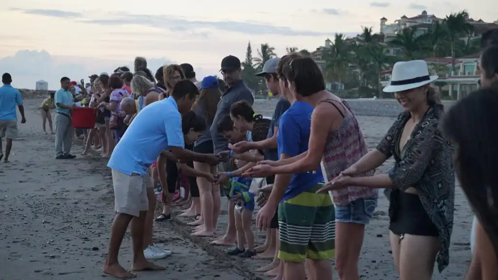 Sea Turtles Protection and Releasing Program