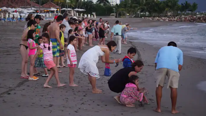 Puerto Vallarta Turtle Nesting and Protection.