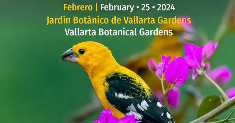 Bird Watching Photography in Puerto Vallarta