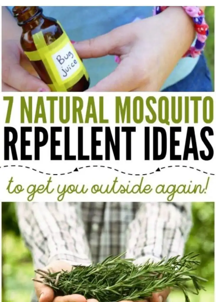 Mosquitos in Puerto Vallarta Natural Repellent.