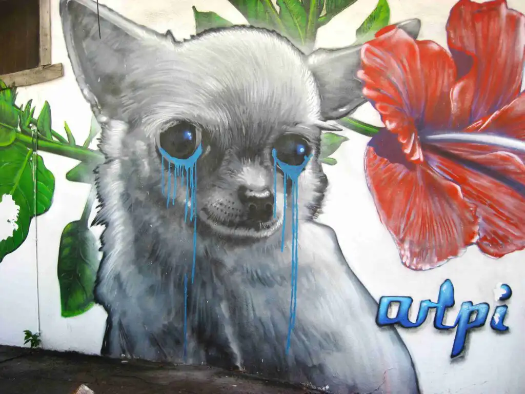 Puerto Vallarta Street Art Collection