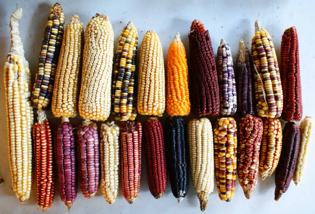 The Symbols of Wixárika Worldview (Huicholes)