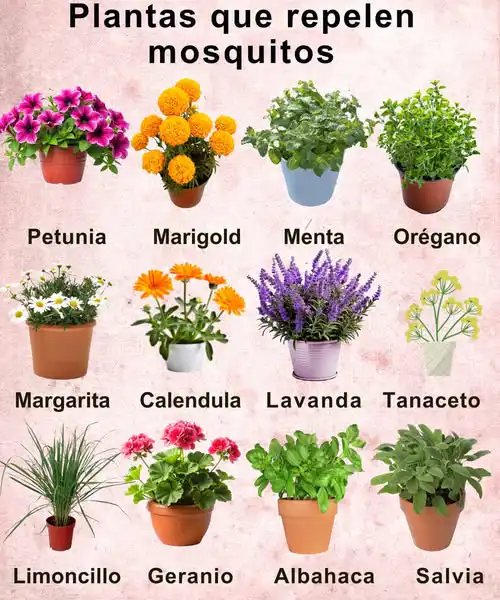 Be prepared for mosquitoes in Puerto Vallarta