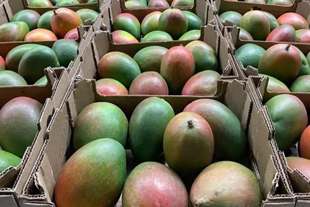 Know your Puerto Vallarta Mangos in Season.