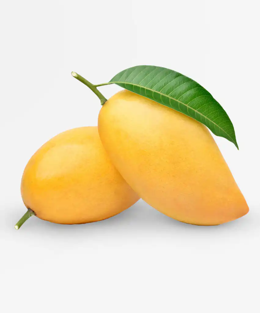 Know your Puerto Vallarta Mangos in Season.