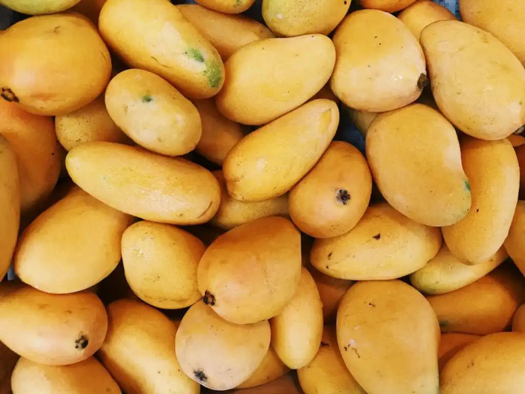 Know your Puerto Vallarta Mangos in Season.