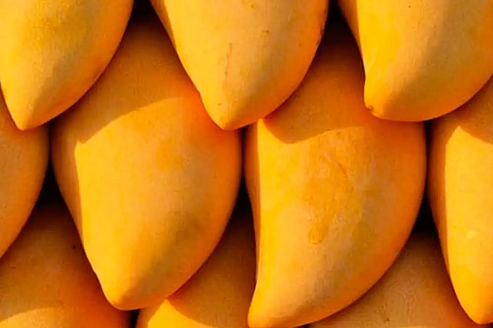 Know your Puerto Vallarta Mangos in Season.