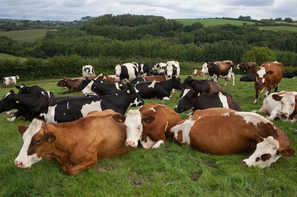 Organic Food & Health in Puerto Vallarta. 