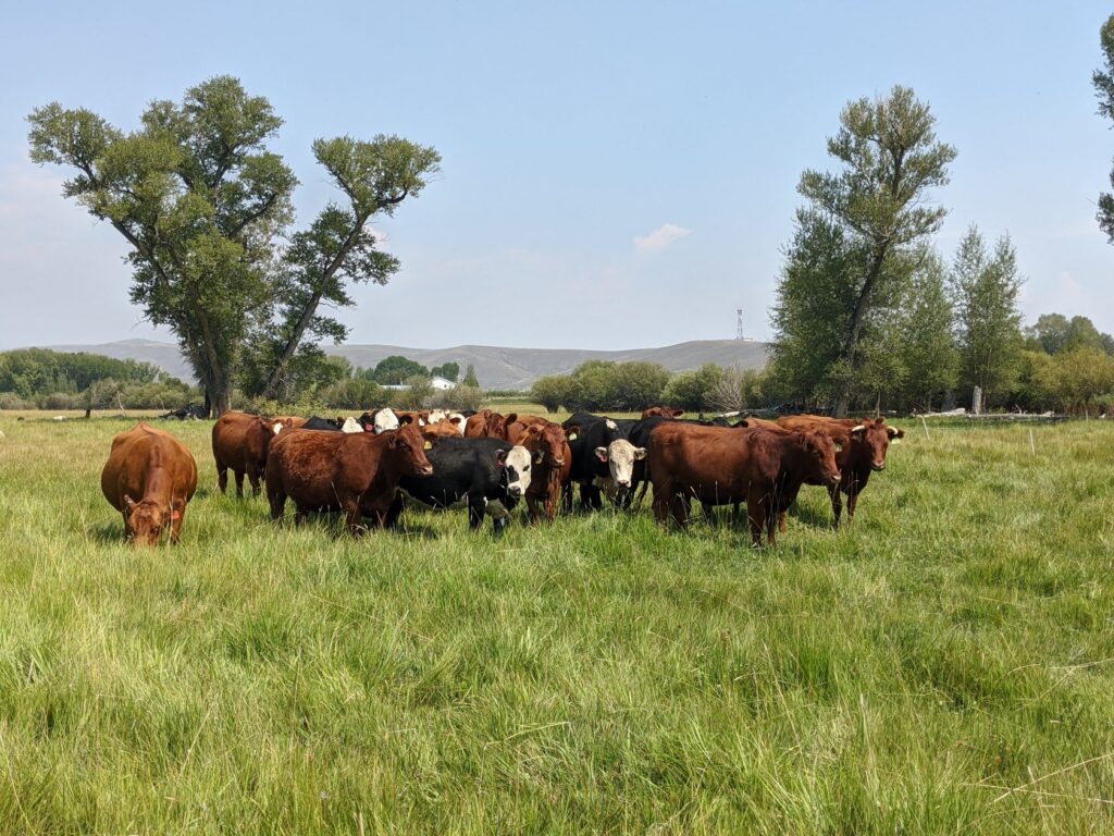 Organic Food & Health in Puerto Vallarta. 