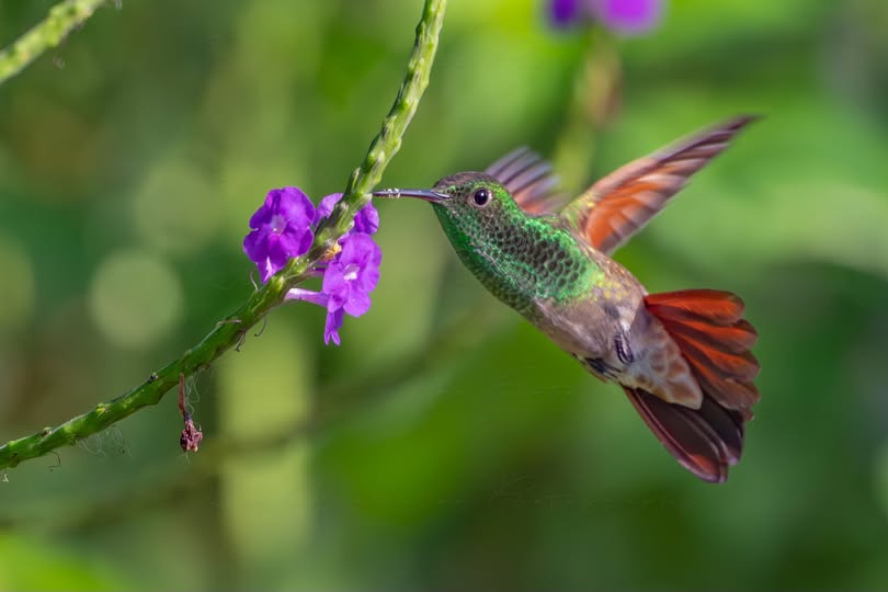 Hummingbird Watching Season