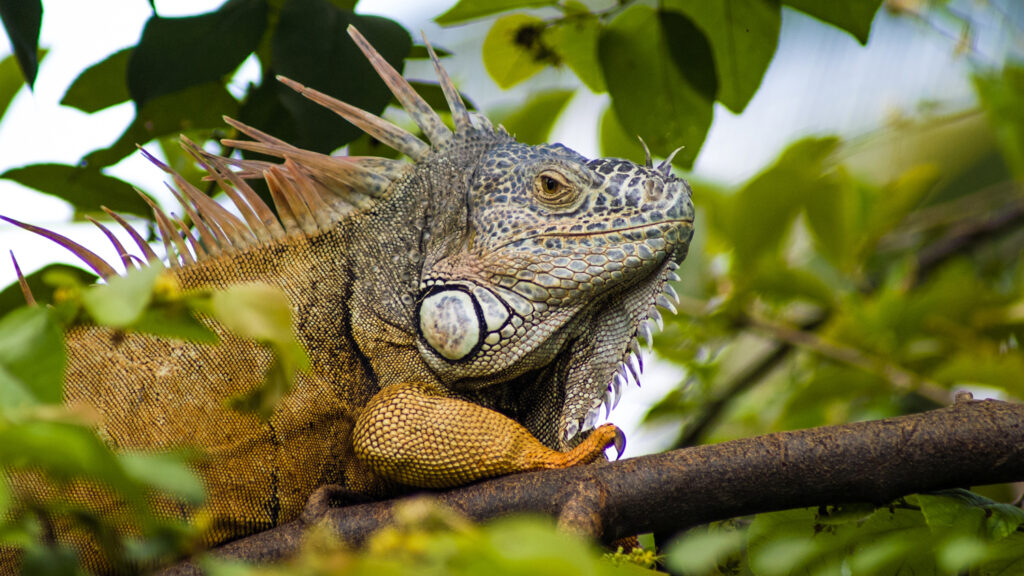 Puerto Vallarta Iguanas