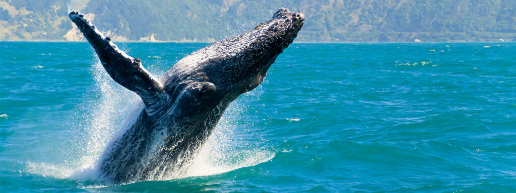 Whale Watching in Puerto Vallarta
