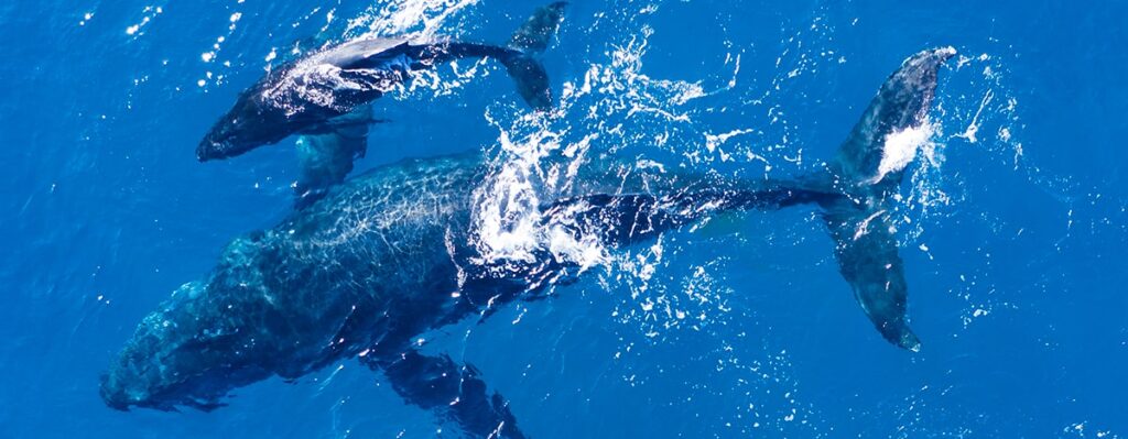 Whale Watching in Puerto Vallarta