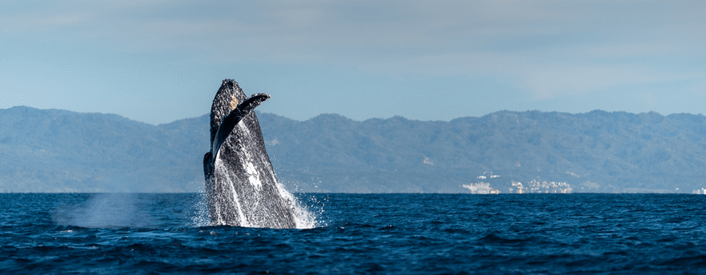 Whale Watching in Puerto Vallarta
