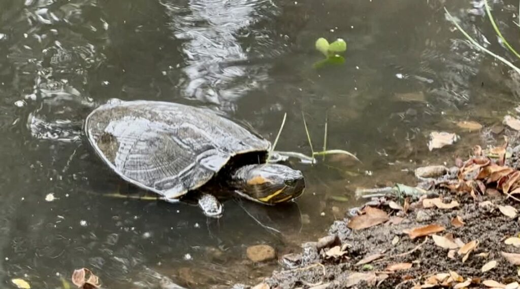 Estuary Trail: A Hidden Wildlife Oasis