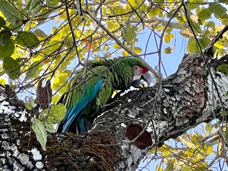 Puerto Vallata Macaw Sanctuary