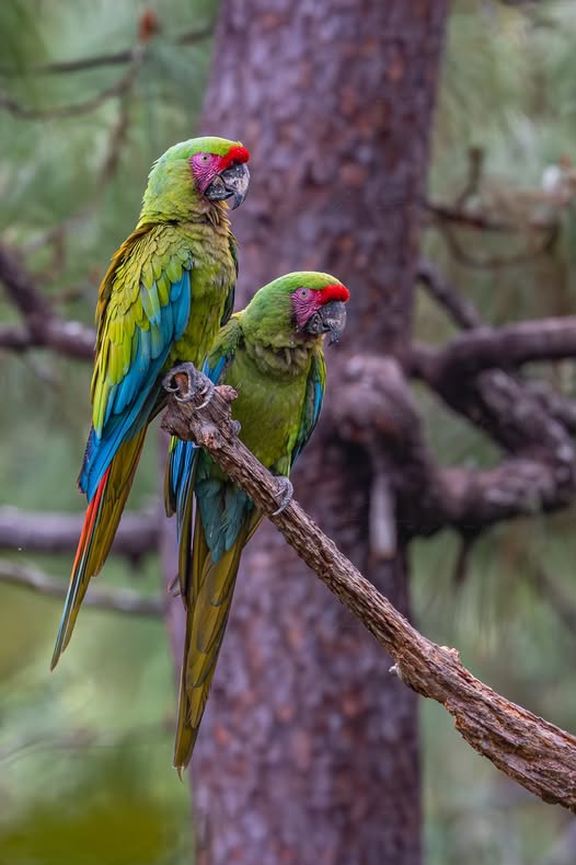 Puerto Vallata Macaw Sanctuary