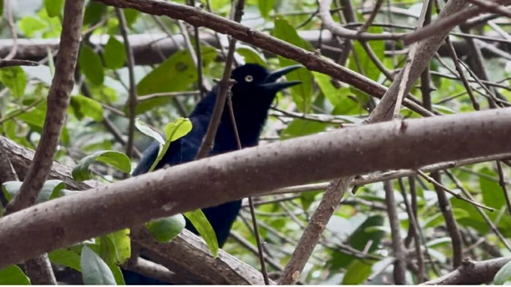 Estuary Trail: A Hidden Wildlife Oasis