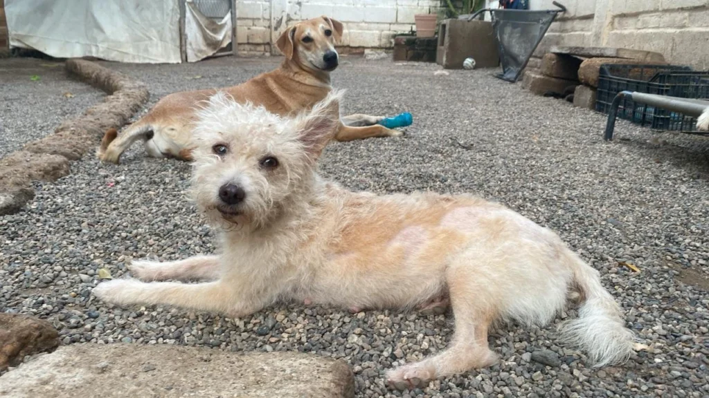 Salty Dog Rescue Brigade is a dog rescue organization