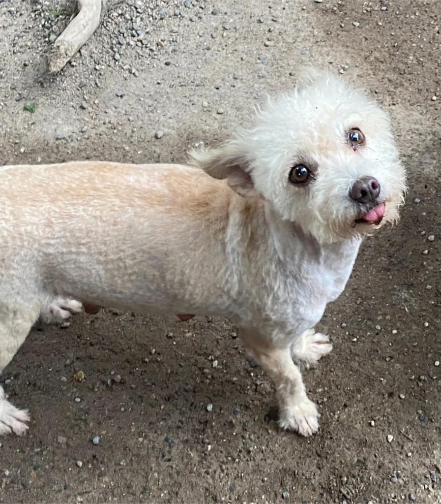 Salty Dog Rescue Brigade is a dog rescue organization