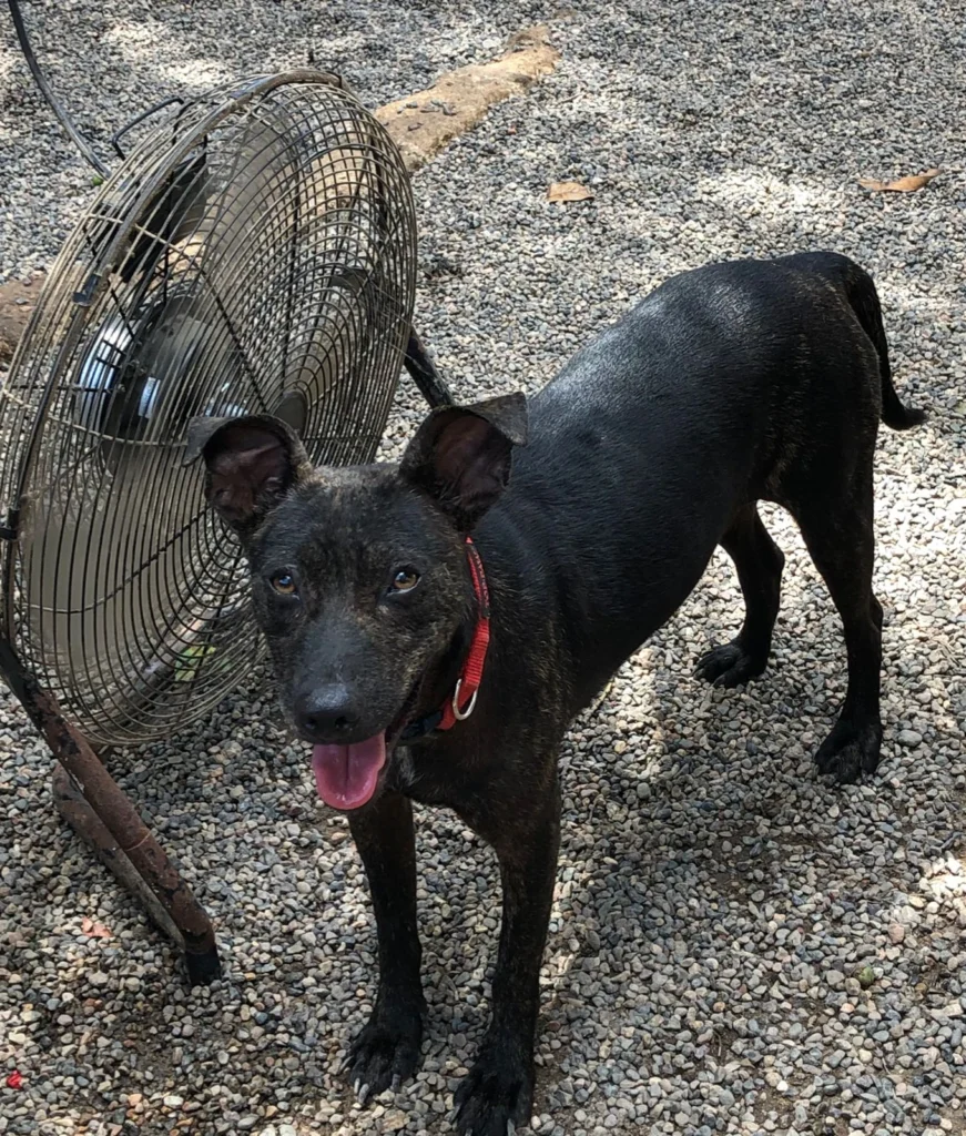 Salty Dog Rescue Brigade is a dog rescue organization