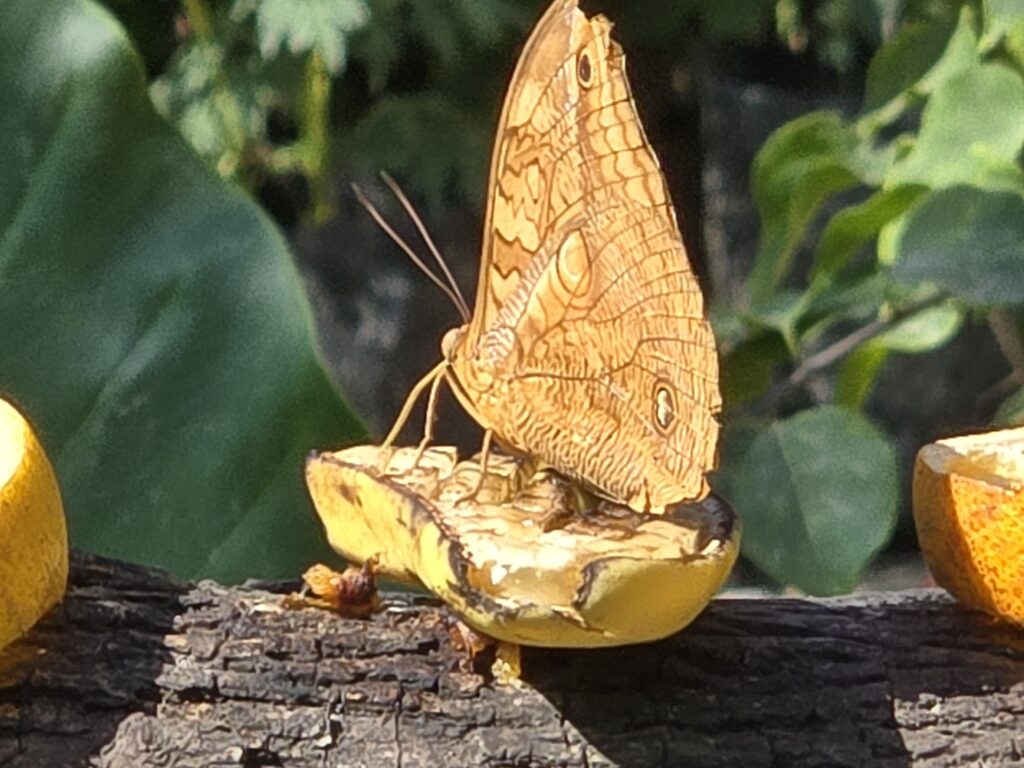 Puerto Vallarta Butterfly Sanctuary